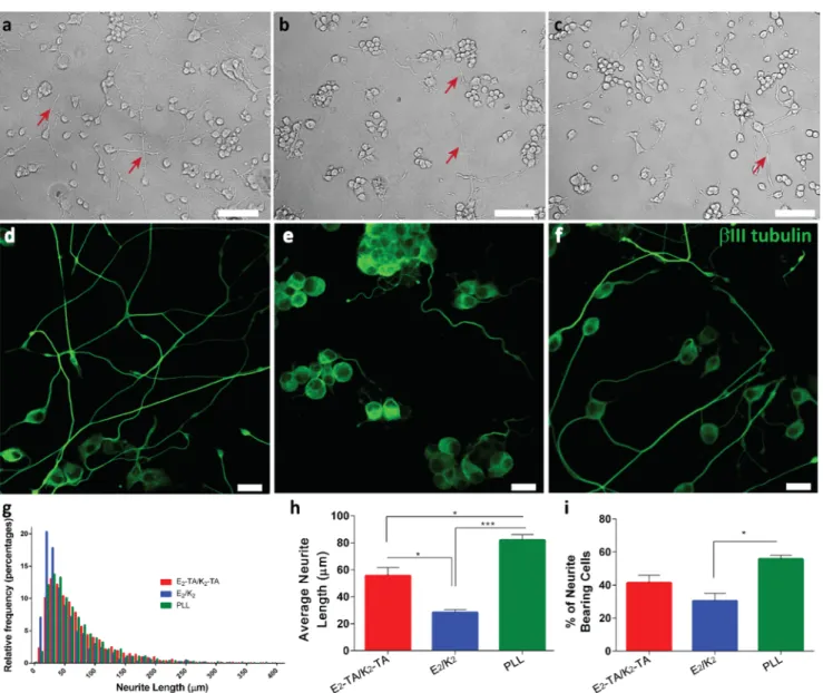 Figure 5. Bright- ﬁeld images of neurite outgrowth of PC-12 cells on (a) E 2 -TA/K 2 -TA and (b) E 2 /K 2 gels and (c) PLL-coated surfaces, scale bars are 100 μm