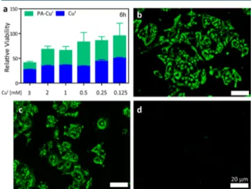 Figure 2. Viability of MCF-7 cells in the presence of PA-Cu I and Cu I (a); microscopic analysis of ﬁxed cells labeled with PA-Cu I nanoﬁbers after 6 h (b), and after 24 h reaction (c) and nontreatment group after 24 h reaction (d)