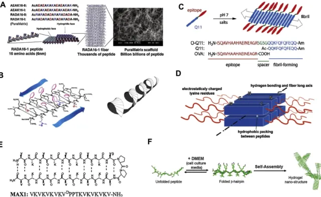 Figure  1.2  Schematic  illustrations  of  different  types  of  β-sheet  forming  self-assembled  peptides (Adapted from Ref.12 with permission from Acta Materialia) 
