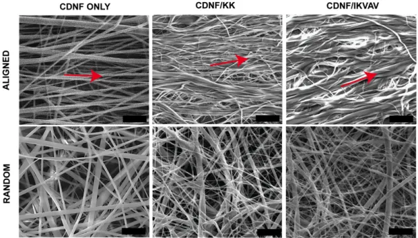 Figure 2.5 Scanning electron microscopy (SEM) images of random and aligned    CDNFs  with  peptide  functionalized  forms  (scale  bars:  10  µm)