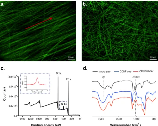 Figure  2.7  Aligned  (a)  and  random  (b)  CDNFs  functionalized  with  fluorescent-labeled  IKVAV peptide