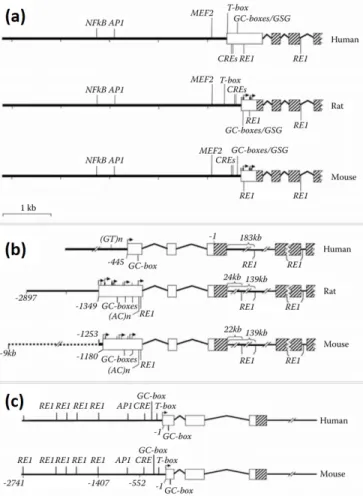 Figure 3.2: The 5 end structures of NMDAR1, NMDAR2a and NMDAR2b genes. (a) NMDAR1, (b) NMDAR2a, (c) NMDAR2b