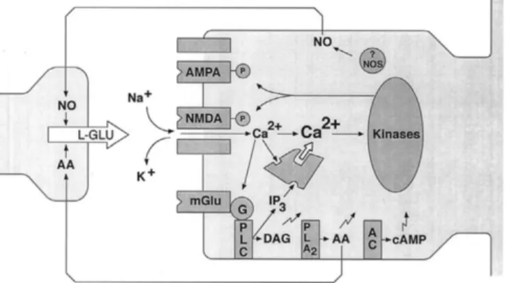 Figure 3.5: NMDA Receptor Pathway in Early Phases of LTP. NO: nitric oxide, AA: arachidonic acid