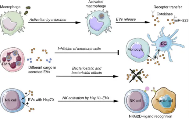 Fig. 5. Physiological role of EVs related to cells of the innate immune system.