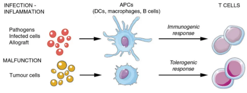 Fig. 6. EVs in the immune system: antigen presentation and acquired immunity.