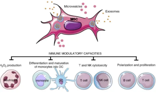 Fig. 7. EVs from mesenchymal stem cells (MSC).