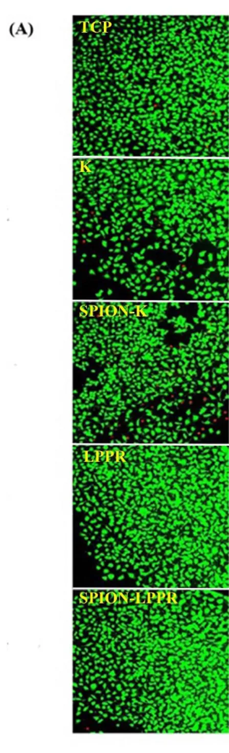 Figure 2.4 Viability of HUVECs. (A) Cells were tested for cell death after treatment  with free K-PA or LPPR-PA (855 µg/mL) and PA coated SPIONs (75 µg/mL) for 24  h by live-dead assay