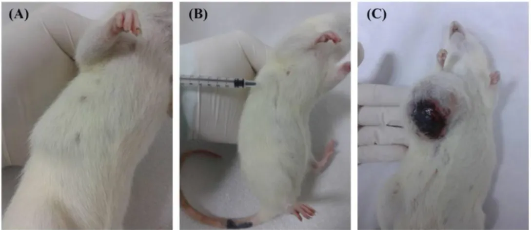 Figure 2.7 Chemically induced breast cancer progression in female Spraque-Dawley  rats