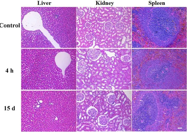 Figure 2.12  H&amp;E staining  for  analyzing  the tissue morphology of the kidney, liver  and  spleen  of  healthy  rats  (control)  or  4  h  and  15  days  following  the  injection  of  SPION/K-PA (5 mg/kg) (original magnification x200 and scale bar:50