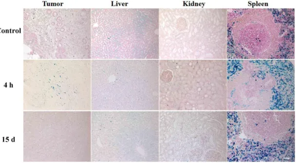 Figure 2.16 Prussian blue staining for investigating iron accumulation in the tumor,  kidney, liver and spleen of tumor baring rats (control) or 4 h and 15 days following the  injection of SPION/K-PA (5 mg/kg) (original magnification x200, scale bar is 50 