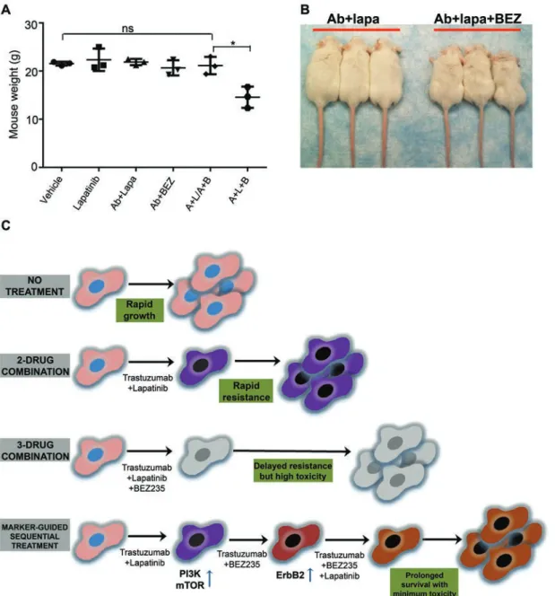 Figure 7 The effects of treatments on mouse weight and appearance, and the model explaining the superiority of the  biomarker-guided,  sequential  combinatorial  targeted  therapies