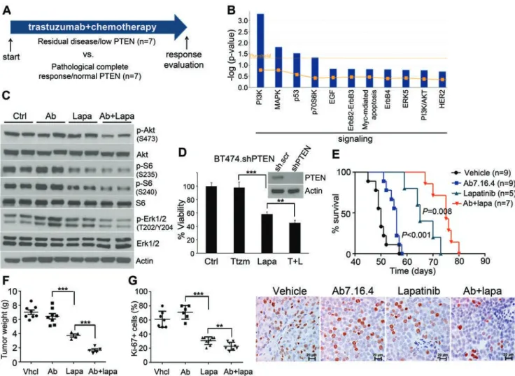 Figure 1 Lapatinib alone or combined with anti-ErbB2 antibody Ab7.16.4 increases survival of PTEN −/− /NIC  trastuzumab- trastuzumab-resistant mice