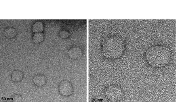 Figure  2.1  Transmission  electron  microscope  images  of  liposomes  composed  of  1:1 molar ratio of DOPG:Chol (scale bars= 50 nm and 20 nm, respectively)