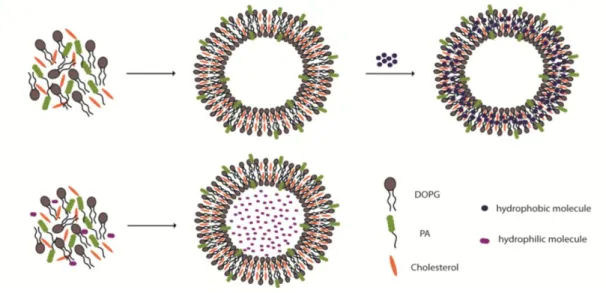 Figure  2.6  Schematic  illustration  for  the  preparation  of  PA  integrated  liposomes  loaded  with  hydrophobic  (Nile  Red,  Paclitaxel)  or  hydrophilic  (Rhodamine  B,  Doxorubicin-HCl) molecules