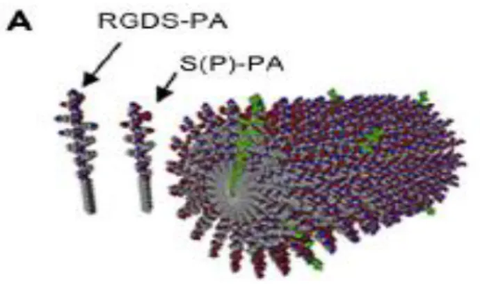 Figure 1.2 Molecular graphics representation of self-assembled nanofiber formed by  co-assembly of phosphorylated serine PA and the RGDS-PA