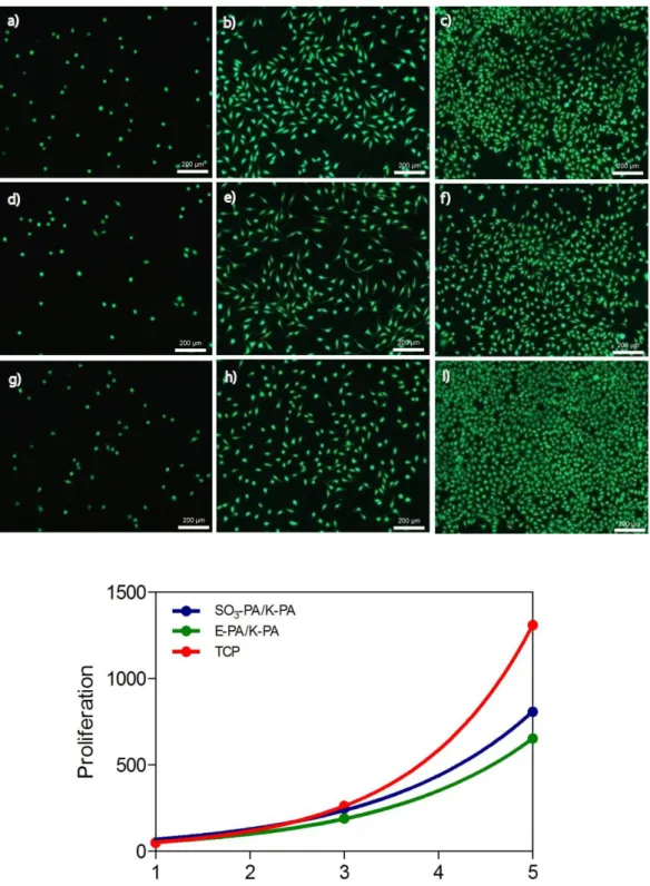 Figure 2.6 Proliferation of Saos-2 cells on glycosaminoglycan-mimetic peptide 