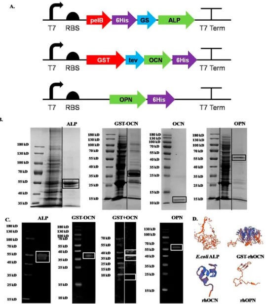 Figure 2. Genetic design, protein modeling, expression, and puri ﬁcation of ALP, GST-rhOCN, and rhOPN
