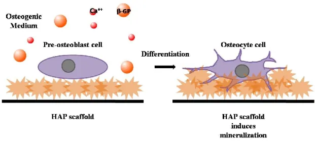 Figure  1.  Graphical  illustration  depicting  the  effect  of  size/shape/CaP  ratio  controlled  HAP  scaffold on differentiation of osteoblast cells and induction of mineralization