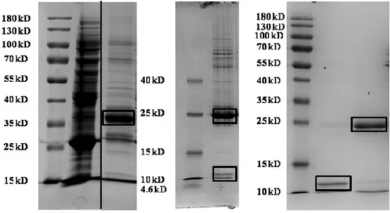 Figure 16. Purification of OCN detected by SDS-PAGE. Image 1: Lane 1 Page Ruler (NEB)  ladder, Lane 2 cell lysate, Lane 3 purified GST-OCN (36 kD)
