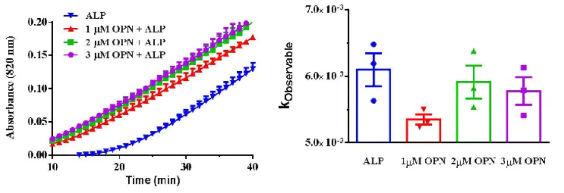 Figure 28. In vitro biomineralization in the presence of ALP and OPN-P i . Initial mineral  formation detected by spectrophotometer when ALP and OPN added into the reaction before  BB