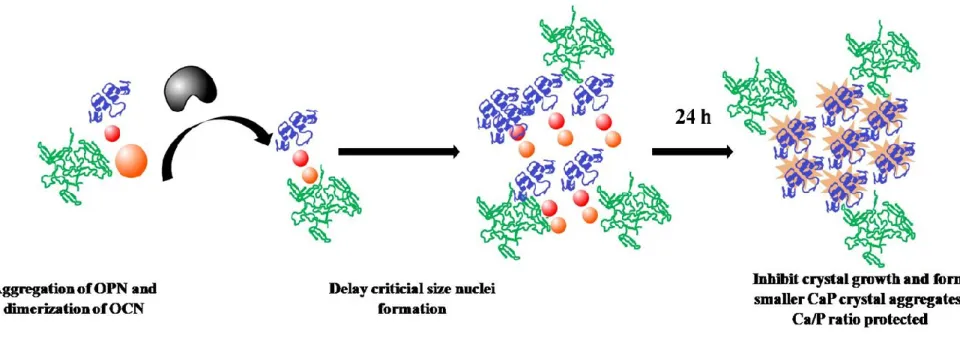 Figure 35. Illustration of initial and late phases of CaP crystal formation in the presence of ALP only, and ALP, OCN and OPN.