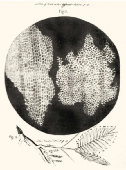 Figure 1.1: Hooke was the first person who described the cell. He applied the term cell, because plant cells, which are walled, reminded him of the cells in a honeycomb