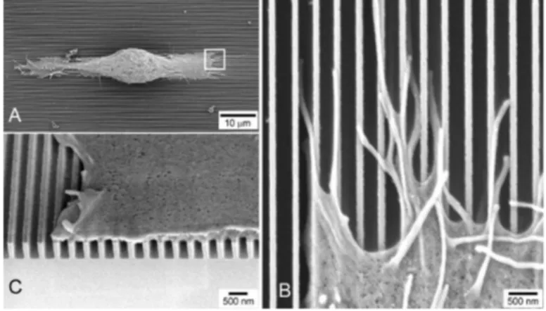 Figure 2.1: SEM images of cells cultured on nanostructured substrates. [30]