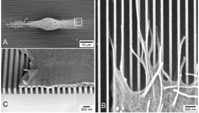 Figure 2.1: SEM images of cells cultured on nanostructured substrates. [30]