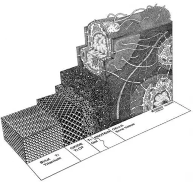 Figure 2.2: A representative picture of the implant/tissue interface. The surface of titanium is in contact with the living bone [39]