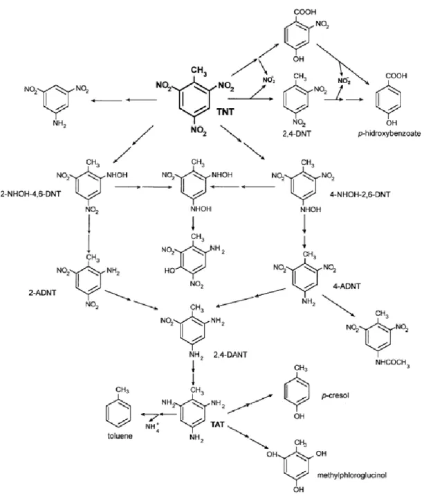 Figure 2. 8. Pathways for the aerobic metabolism of TNT. Two consecutive arrows  show undefined series of intermediates between main steps [55] 