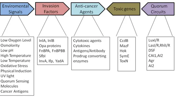 Fig. 1 Genetic elements used in the engineering of tumor-killing bacteria [73-78].  (Inl: Internalin; 