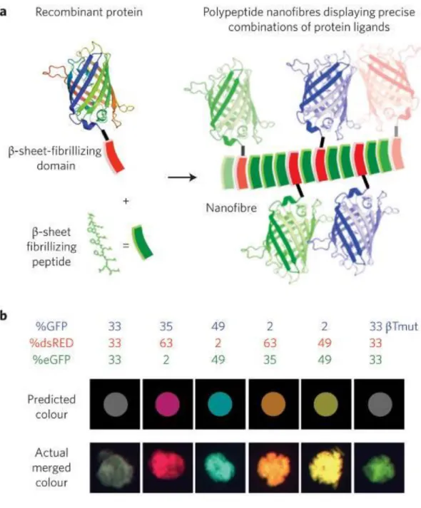 Figure 1.2 Fluorescent βtail fusion proteins stably integrate into self-assembling  peptide  nanofibers