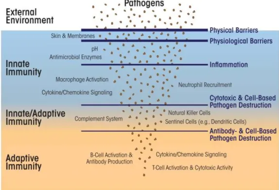 Figure  1.5  Relationship  between  innate  immunity,  adaptive  immunity  and  invaders