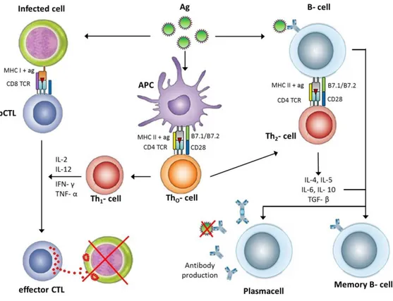 Figure 1.6 General mechanism of the adaptive immune responses after antigen  recognition  by  antigen  presenting  cells