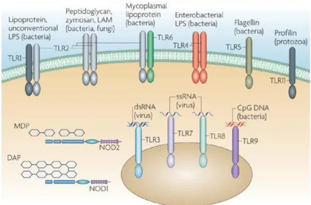 Figure 1.8 Simple demonstration of PRRs and PAMPs. Nod-like receptor (NLR)  family.  DAP,  diaminopimelic  acid;  ds,  double-stranded;  MDP,  muramyl  dipeptide; 