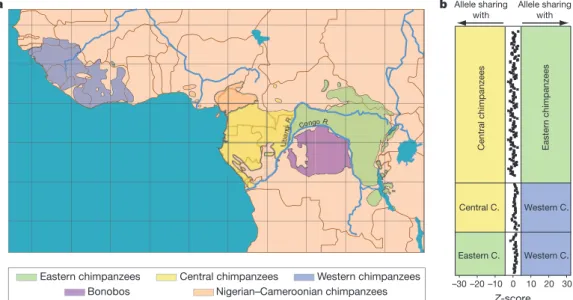 Table 1 | Bonobo genome assembly characteristics and genomic features compared with the chimpanzee genome (panTro2)