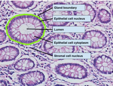 Figure 2.1: A colon tissue sample stained with the routinely used hematoxylin- hematoxylin-and-eosin (H&amp;E) technique.