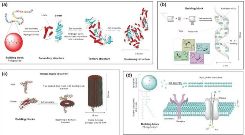 Figure 1.1 Examples of biological building blocks and their self‐assembled structures 