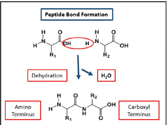 Figure 1.2 Peptide bond formation