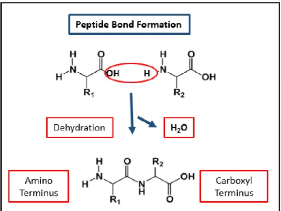 Figure 1.2 Peptide bond formation