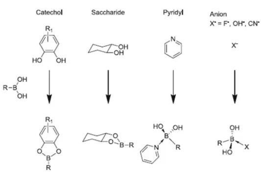 Figure 1.8 Boronic acid and its reaction with different molecules. Reproduced from  Ref