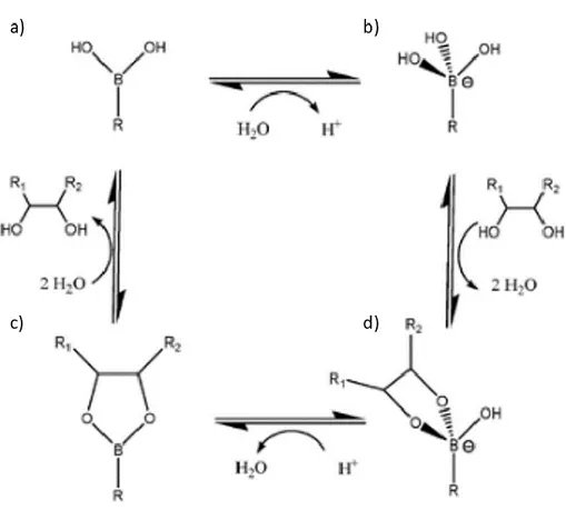 Figure 1.9 Multiple reaction mechanism of boronic acid. Reproduced from Ref. [51] 