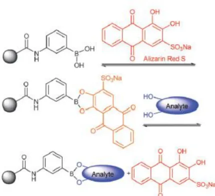 Figure 1.10 Binding and analyte-mediated release of Alizarin Red-S with        