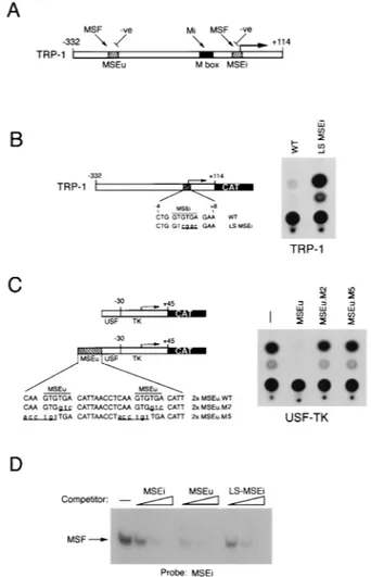 FIG. 1. Repression of TRP-1 in melanocytes is not mediated by MSF. (A) Schematic showing the elements required for regulation of the TRP-1 promoter.