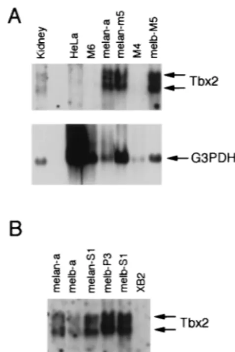 FIG. 2. The T-box transcription factor Tbx-2 is expressed in melanocytes and melanoblasts