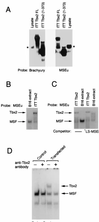 FIG. 3. Tbx2 can bind the MSEu and MSEi and is distinct from MSF. (A) Band shift assay using a radiolabeled brachyury-binding site or the MSEu as the probe together with either unprogrammed reticulocyte lysate, ITT Tbx2FL, or the C-terminal truncation Tbx2