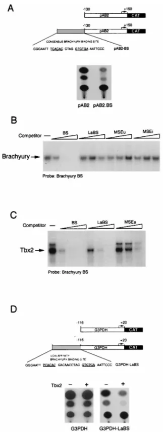 FIG. 4. Specific repression of the TRP-1 promoter by Tbx2. B16 melanoma cells were transfected with the indicated TRP-1 (A), tyrosinase (Tyros) (B), or microphthalmia (Mi) (C) promoter-luciferase (Luc) reporters either alone or together with the Tbx2 expre