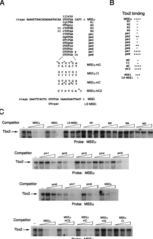 FIG. 6. DNA-binding specificity of Tbx2. A series of WT and mutant oligonucleotides based on the MSEu or MSEi was used in band shift assays (C) together with ITT Tbx2