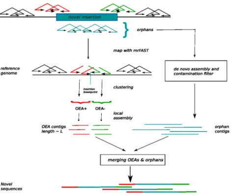 Figure 1.3: NovelSeq, local assembly based SV detection tool. Adapted from [2].