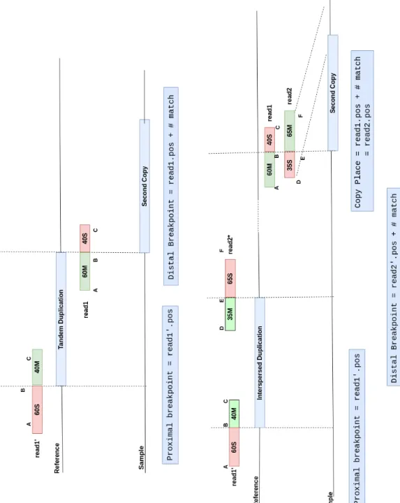 Figure 2.3: Calculation of breakpoint location from clipped alignments for du- du-plications